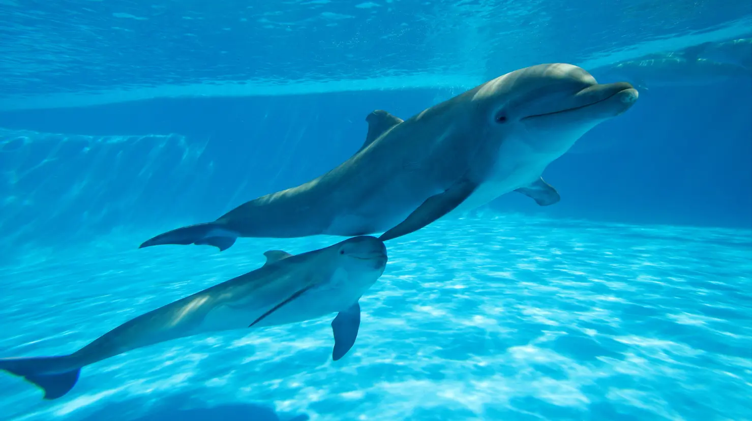 Senado prohíbe espectáculos con animales marinos. Foto: Canva