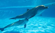 Senado prohíbe espectáculos con animales marinos