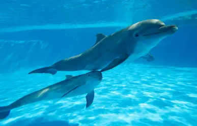 Senado prohíbe espectáculos con animales marinos