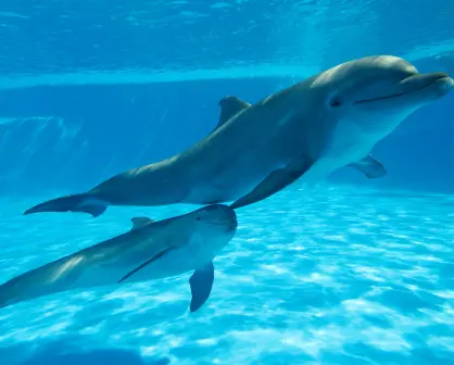 Senado prohíbe espectáculos con animales marinos