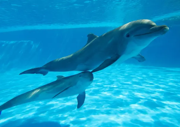 Senado prohíbe espectáculos con animales marinos