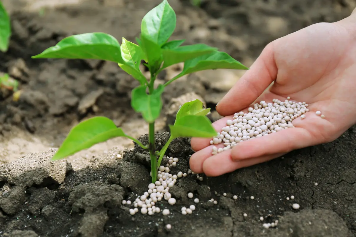 Descubre cómo optimizar tus cultivos en casa utilizando estos siete potentes fertilizantes orgánicos que son fáciles de hacer. Foto: Canva