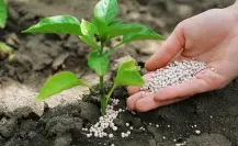 El abono menos pensado: dale vida a tus plantas con esta infusión de banana