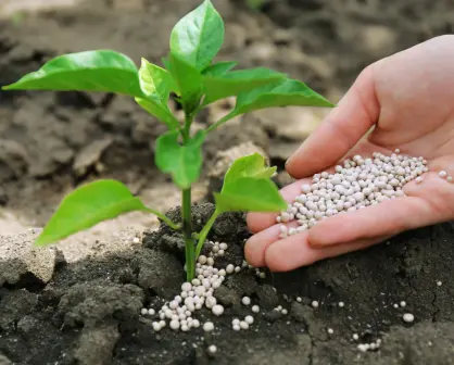 El abono menos pensado: dale vida a tus plantas con esta infusión de banana