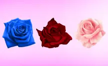 Elige solo una rosa y descubre cómo sería tu pareja ideal