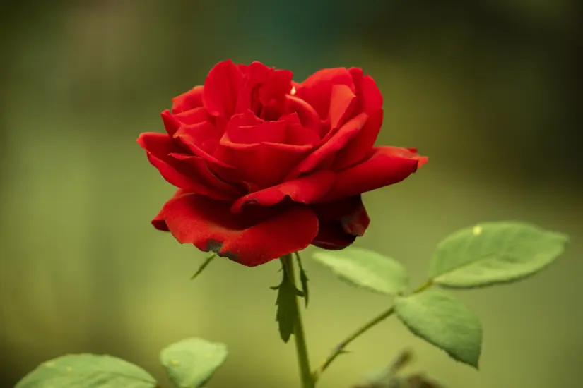 Participa en este divertido test y descubre quién podría ser tu pareja ideal seleccionando la rosa que más te llama. Foto: Canva