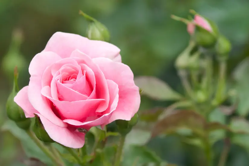 Este test visual te revelará las características de tu pareja ideal eligiendo la rosa que más te atraiga. Foto: Canva