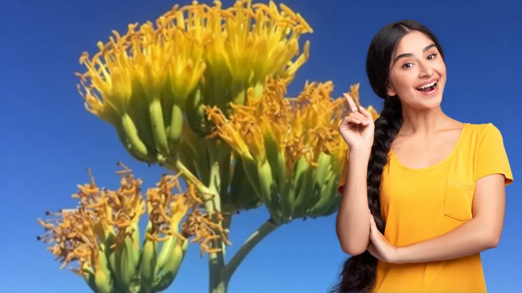 Este es el agave endémico de Baja California Sur que no encontrarás en ningún otro lugar