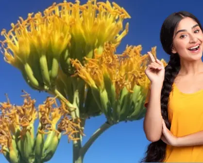 Este es el agave endémico de Baja California Sur que no encontrarás en ningún otro lugar