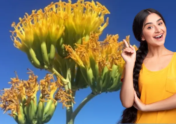 Este es el agave endémico de Baja California Sur que no encontrarás en ningún otro lugar