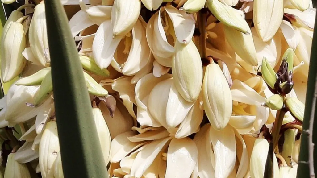 La nutritiva flor nativa de Tamaulipas y sus sorprendentes propiedades antiinflamatorias