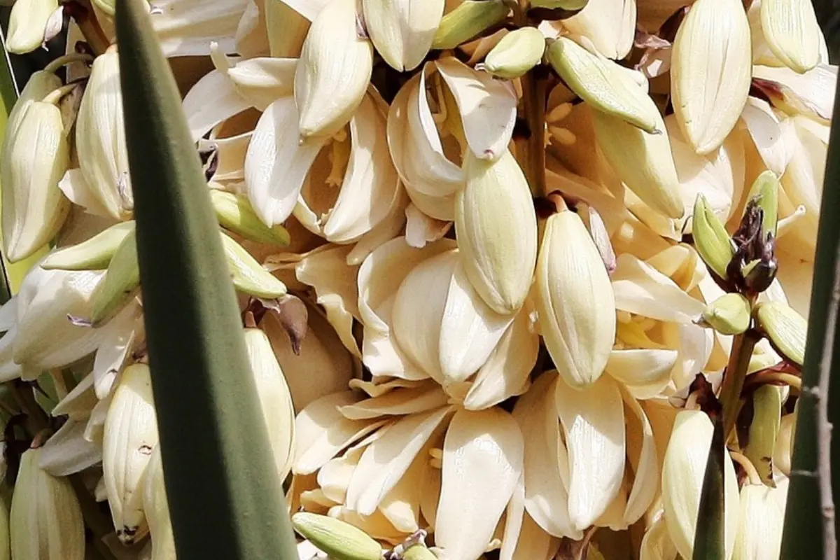 La flor de chocha es conocida en Tamaulipas como el oro blanco. Foto: Carlos García