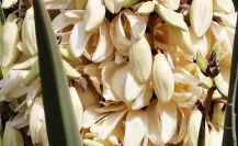  La nutritiva flor nativa de Tamaulipas y sus sorprendentes propiedades antiinflamatorias