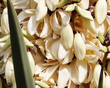  La nutritiva flor nativa de Tamaulipas y sus sorprendentes propiedades antiinflamatorias