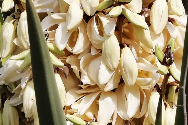  La nutritiva flor nativa de Tamaulipas y sus sorprendentes propiedades antiinflamatorias