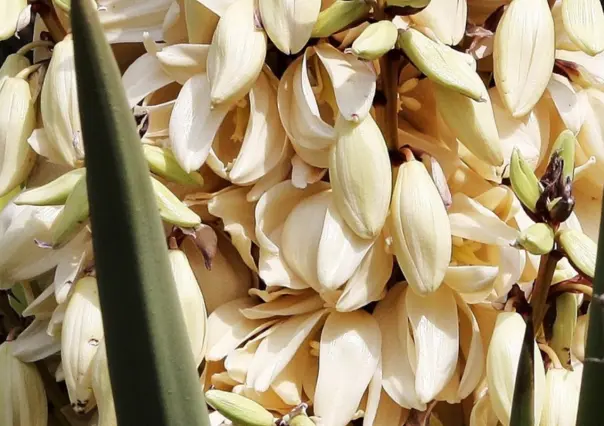  La nutritiva flor nativa de Tamaulipas y sus sorprendentes propiedades antiinflamatorias