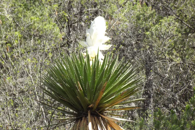 La flor de chocha es muy consumida en zonas rurales del centro y norte de Tamaulipas. Foto: iNaturalist