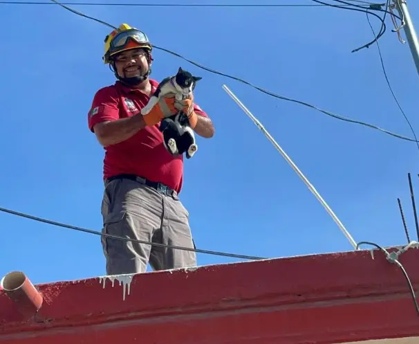 Rescatan a una gatita atrapada en poste de luz en Escobedo