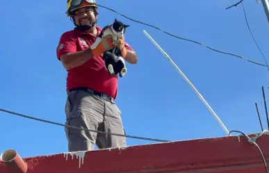 Rescatan a una gatita atrapada en poste de luz en Escobedo