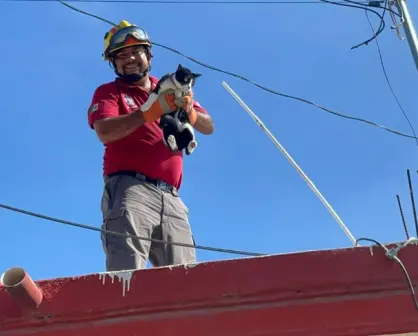 Rescatan a una gatita atrapada en poste de luz en Escobedo