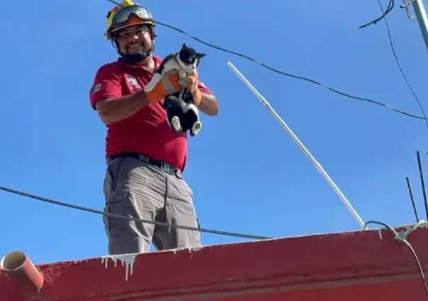 Rescatan a una gatita atrapada en poste de luz en Escobedo