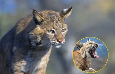 Animales nativos de Coahuila, este es el gato salvaje que recorre las montañas