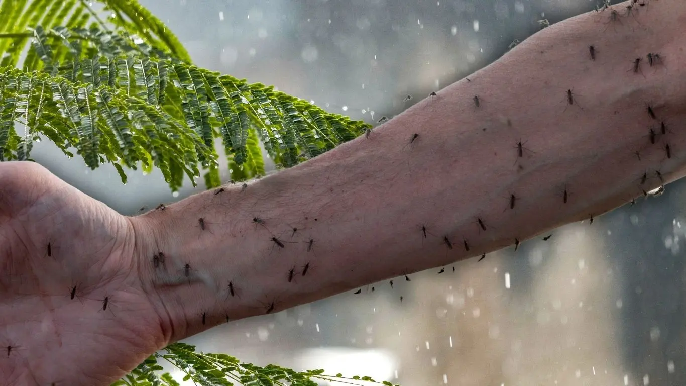 ¿Cómo evitar la propagación del mosquito en la temporada de lluvias?. Foto: Canva