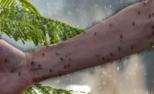 ¿Cómo evitar los moscos en casa durante la temporada de lluvias en Yucatán?