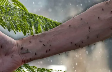 ¿Cómo evitar los moscos en casa durante la temporada de lluvias en Yucatán?