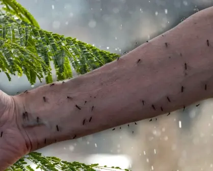 ¿Cómo evitar los moscos en casa durante la temporada de lluvias en Yucatán?