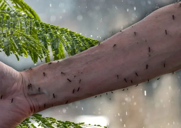 ¿Cómo evitar los moscos en casa durante la temporada de lluvias en Yucatán?