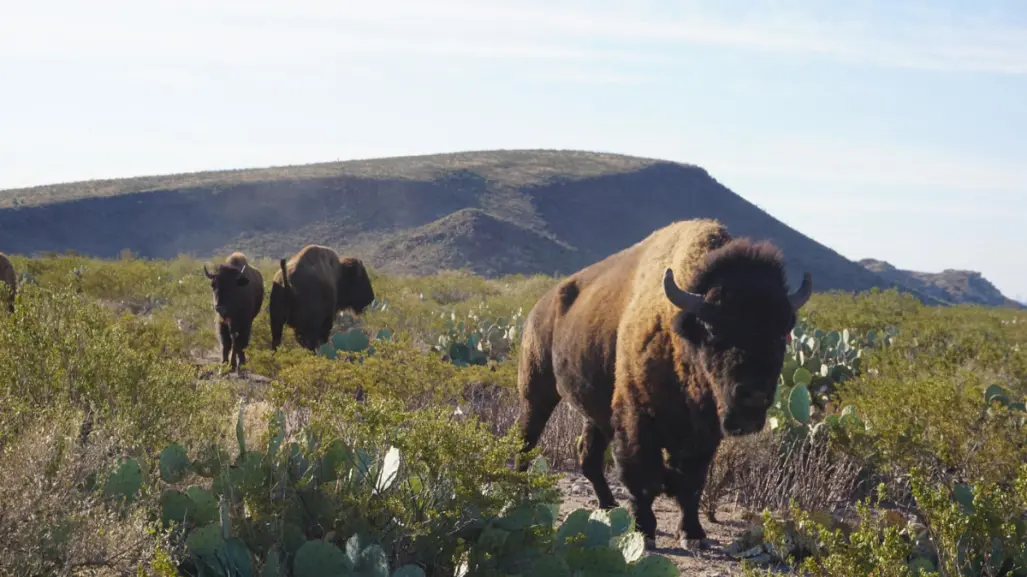 Maderas del Carmen en Coahuila, un paraíso natural