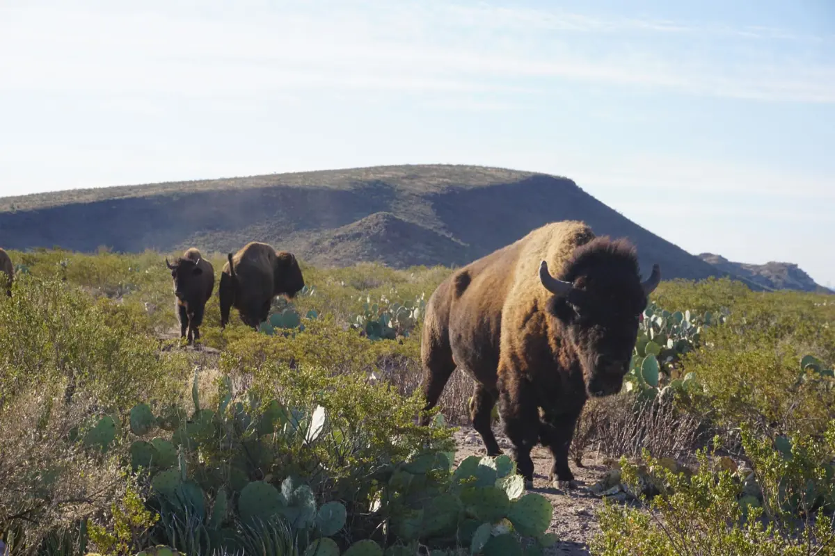 En cuanto a flora, destacan especies como el mezquite, la candelilla, el huizache, el sotol, la gobernadora y el sangregado./Foto: FB Maderas del Carmen