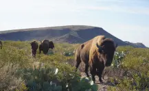 Maderas del Carmen en Coahuila, un paraíso natural