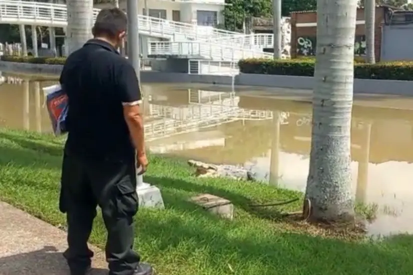 Cocodrilo se sale del Canal de la Cortadura | Foto: FB
