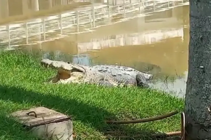 El cocodrilo generó pánico en el lugar 1 Foto: FB
