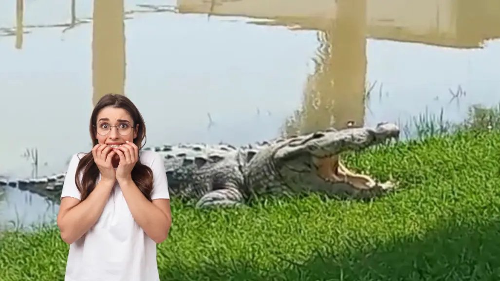 Cocodrilo se pasea sobre peatonal del Canal de la Cortadura de Tampico