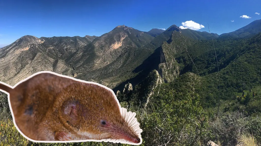 La musaraña habita en distintas regiones como la Sierra Madre Oriental. (Fotografía: Redes sociales)
