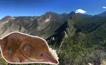 Este es el mamífero en Coahuila que reduce el tamaño de su cerebro para sobrevivir