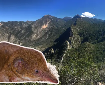 Este es el mamífero en Coahuila que reduce el tamaño de su cerebro para sobrevivir
