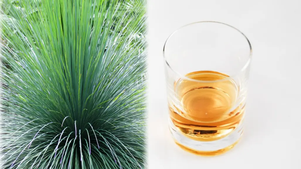 El sotol de Durango y la planta nativa de la que se obtiene esta ancestral bebida