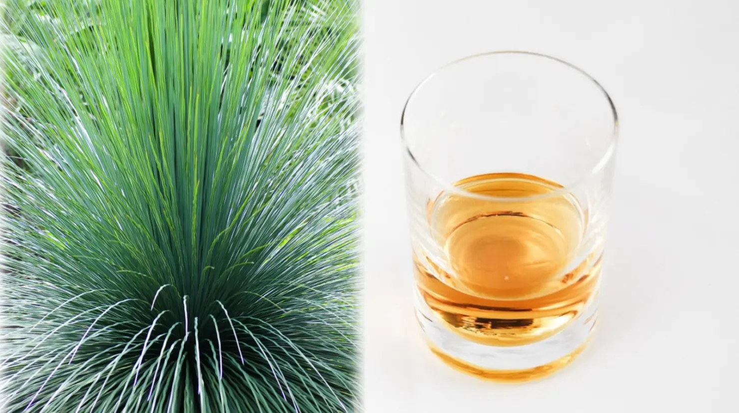 Foto: Pixabay | Esta es la planta nativa de Durango, con la que se produce la bebida ancestral, el sotol.