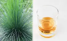 El sotol de Durango y la planta nativa de la que se obtiene esta ancestral bebida