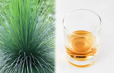 El sotol de Durango y la planta nativa de la que se obtiene esta ancestral bebida