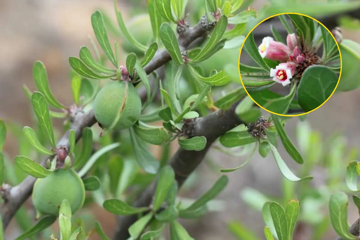 Es importante tomar en cuenta que en caso de síntomas o padecimientos, lo más adecuado es acudir con un profesional de la salud./Foto: Boticate/ Xilema Productos Magnetizados