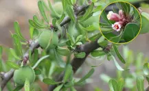 Plantas nativas de Coahuila, ¿cuál es el arbusto que sangra en el desierto?