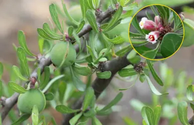 Plantas nativas de Coahuila, ¿cuál es el arbusto que sangra en el desierto?