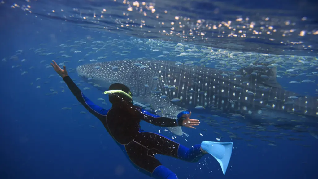 ¿Por qué no está permitido nadar con tiburón ballena en Bahía de Los Ángeles?