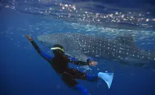 ¿Por qué no está permitido nadar con tiburón ballena en Bahía de Los Ángeles?