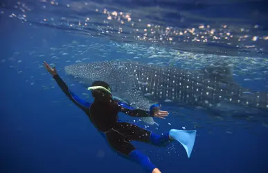 ¿Por qué no está permitido nadar con tiburón ballena en Bahía de Los Ángeles?